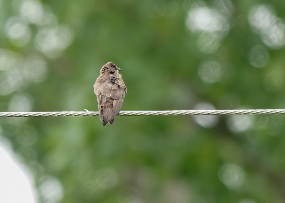 Hirondelle à ailes hérissées - ML620609308