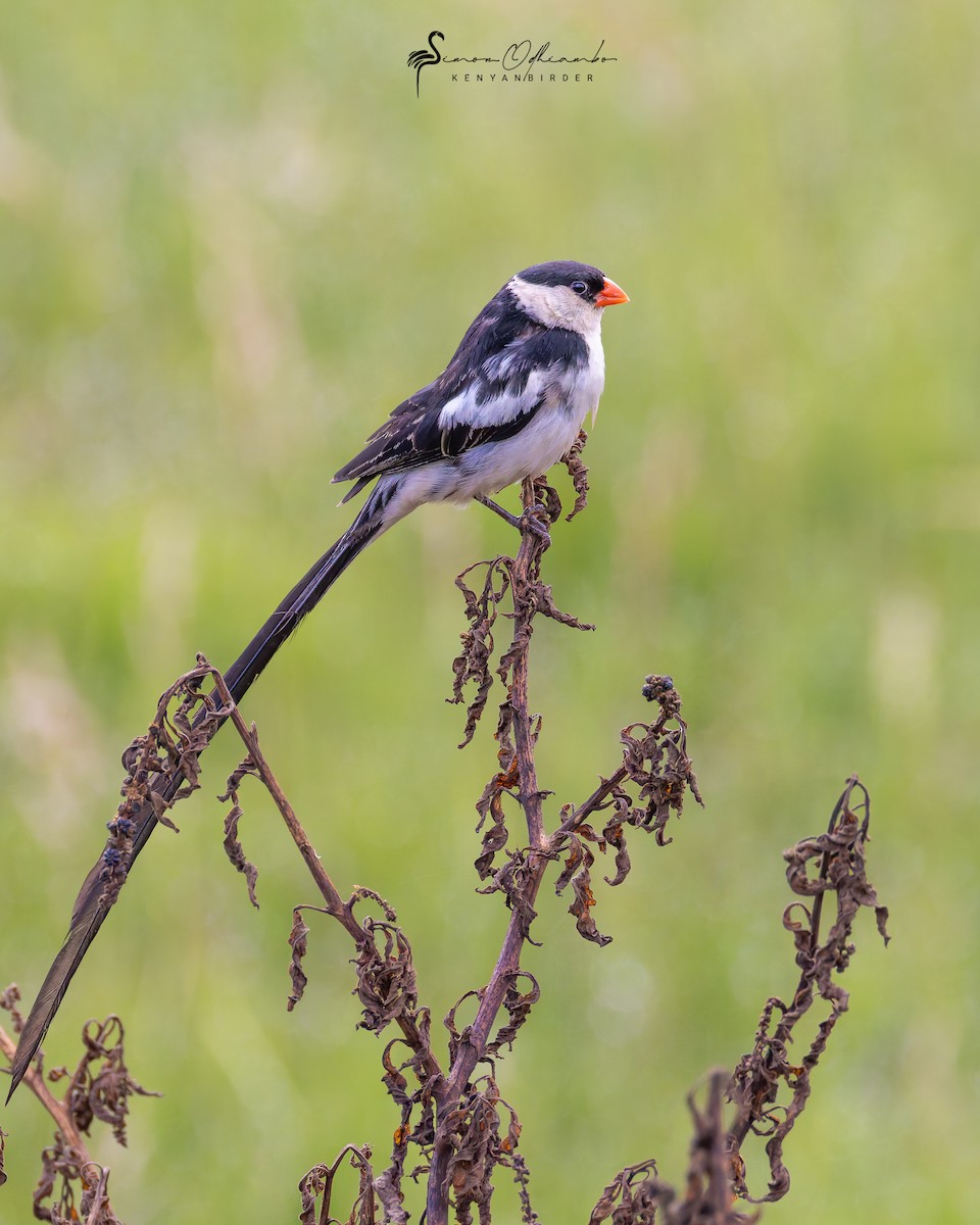 Pin-tailed Whydah - ML620609309