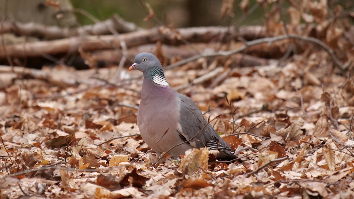 Common Wood-Pigeon - ML620609313