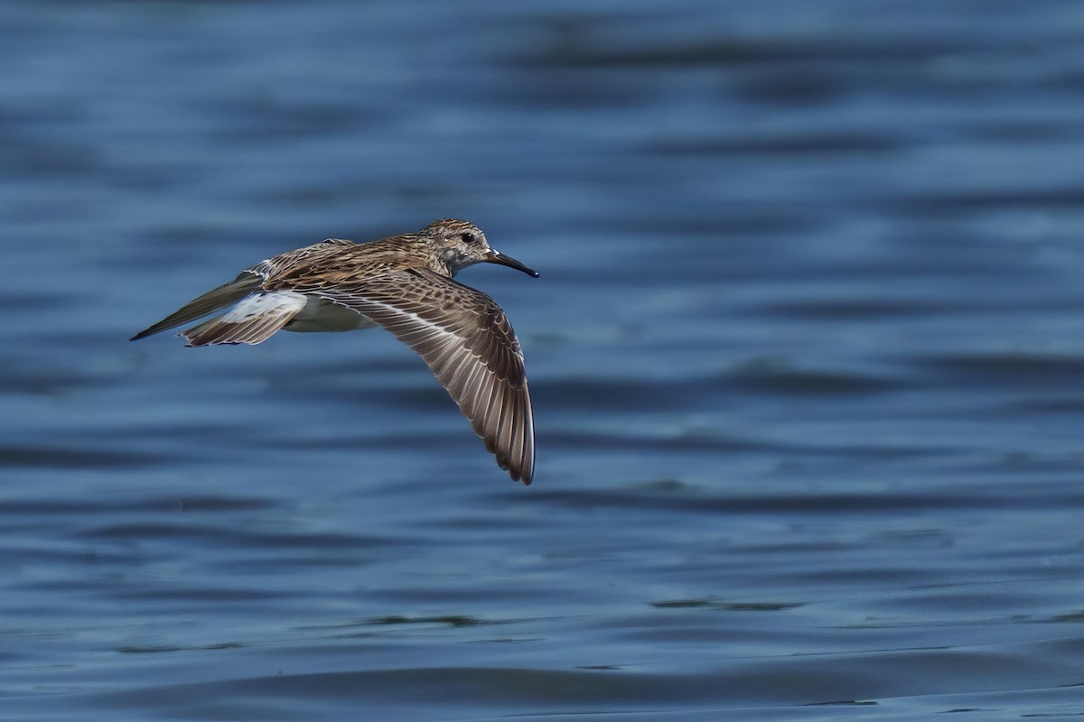 White-rumped Sandpiper - ML620609318