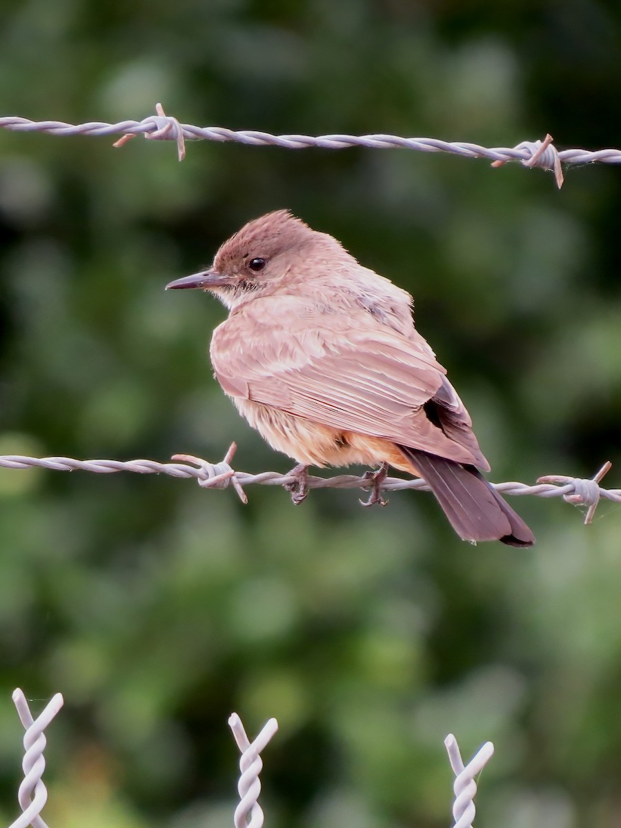 Say's Phoebe - ML620609323