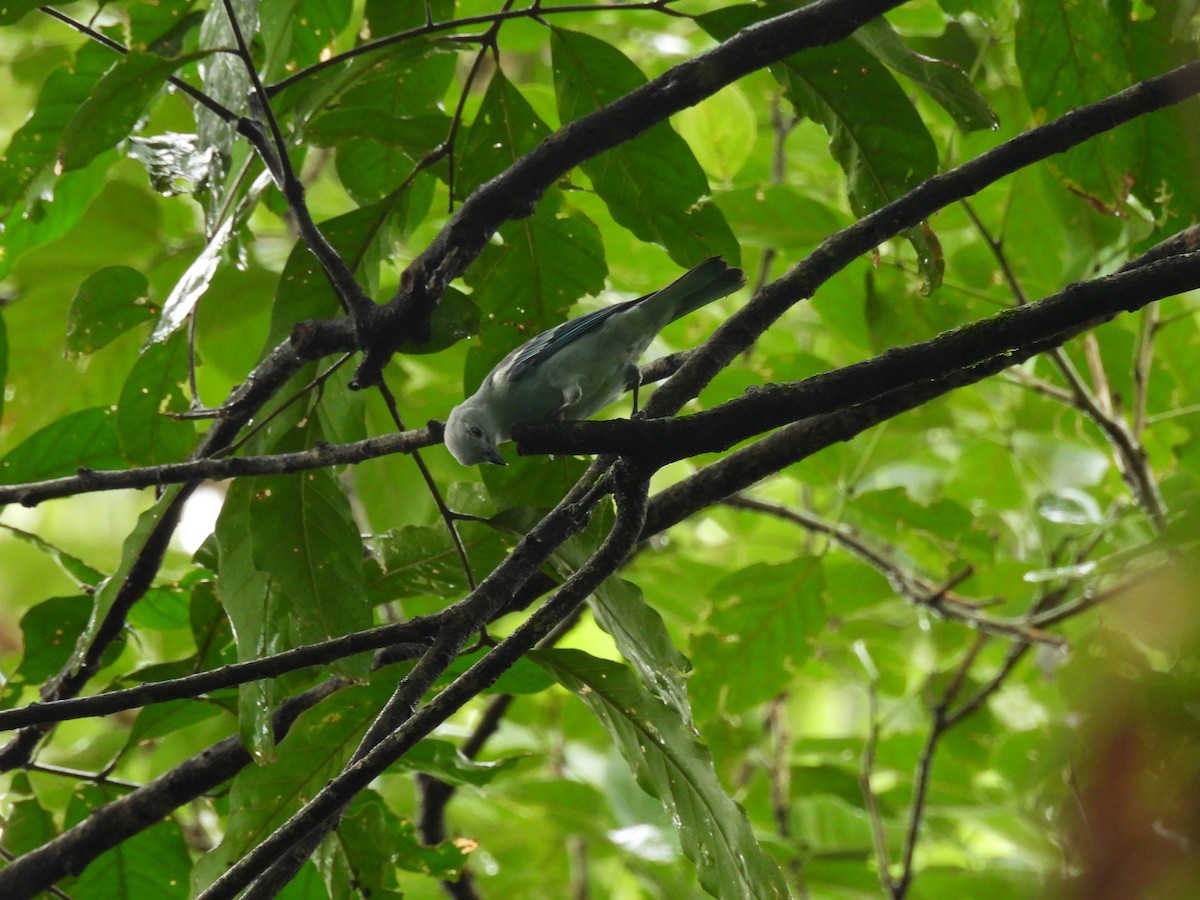Blue-gray Tanager - ML620609325
