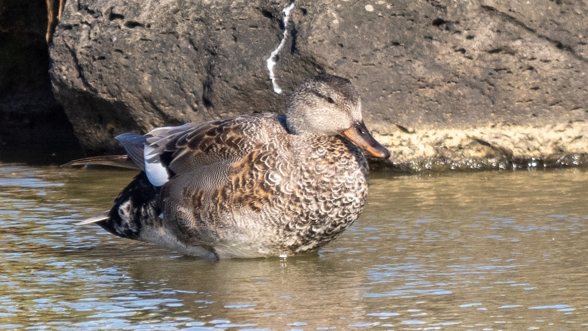 Gadwall - ML620609332