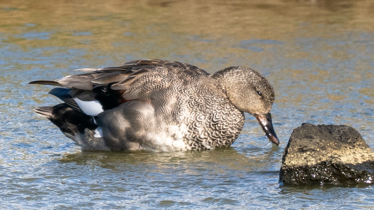 Canard chipeau - ML620609333