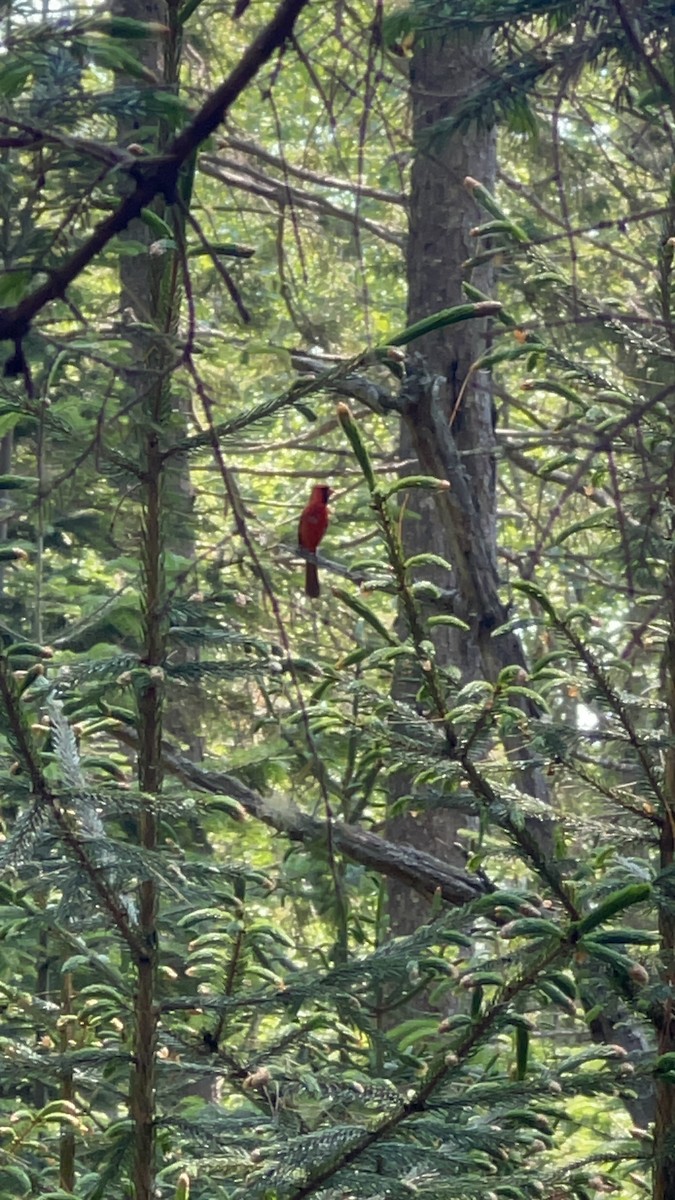 Northern Cardinal - ML620609334