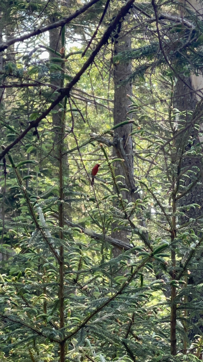 Northern Cardinal - ML620609336