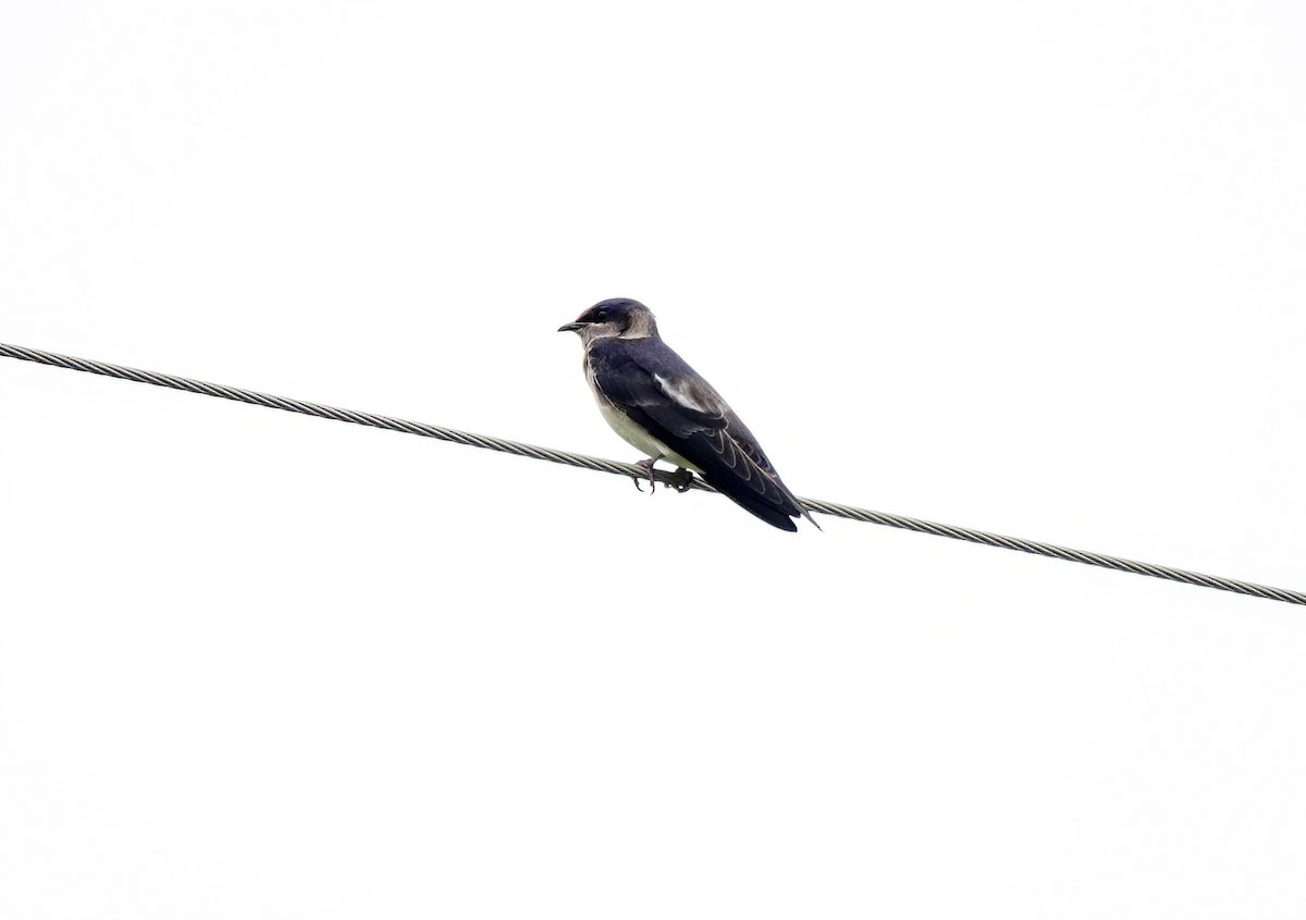 Purple Martin - Pam Vercellone-Smith