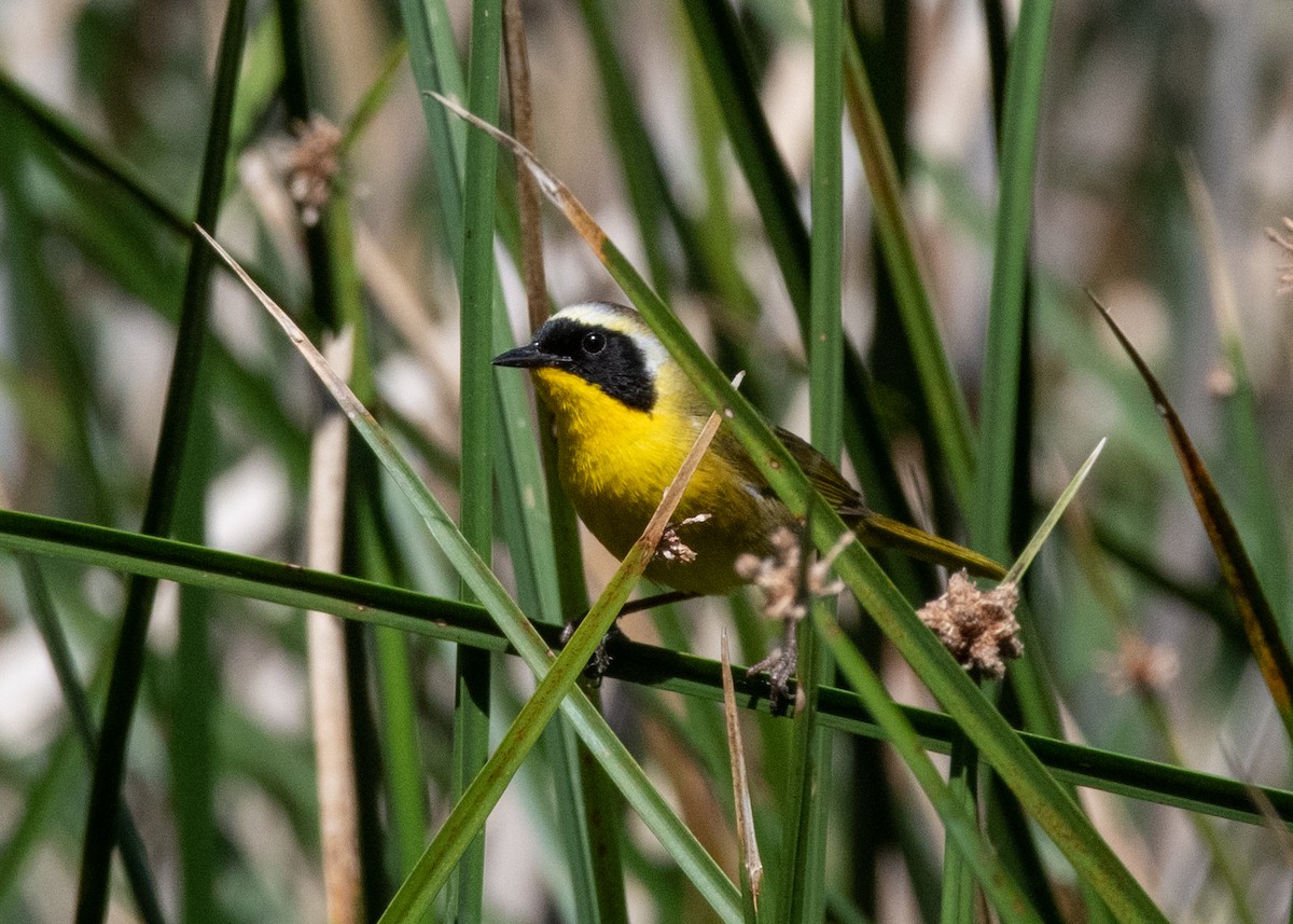 Common Yellowthroat - ML620609341