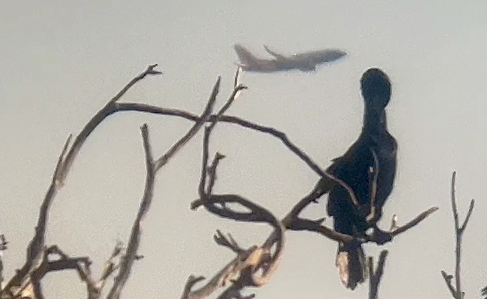 Double-crested Cormorant - ML620609343