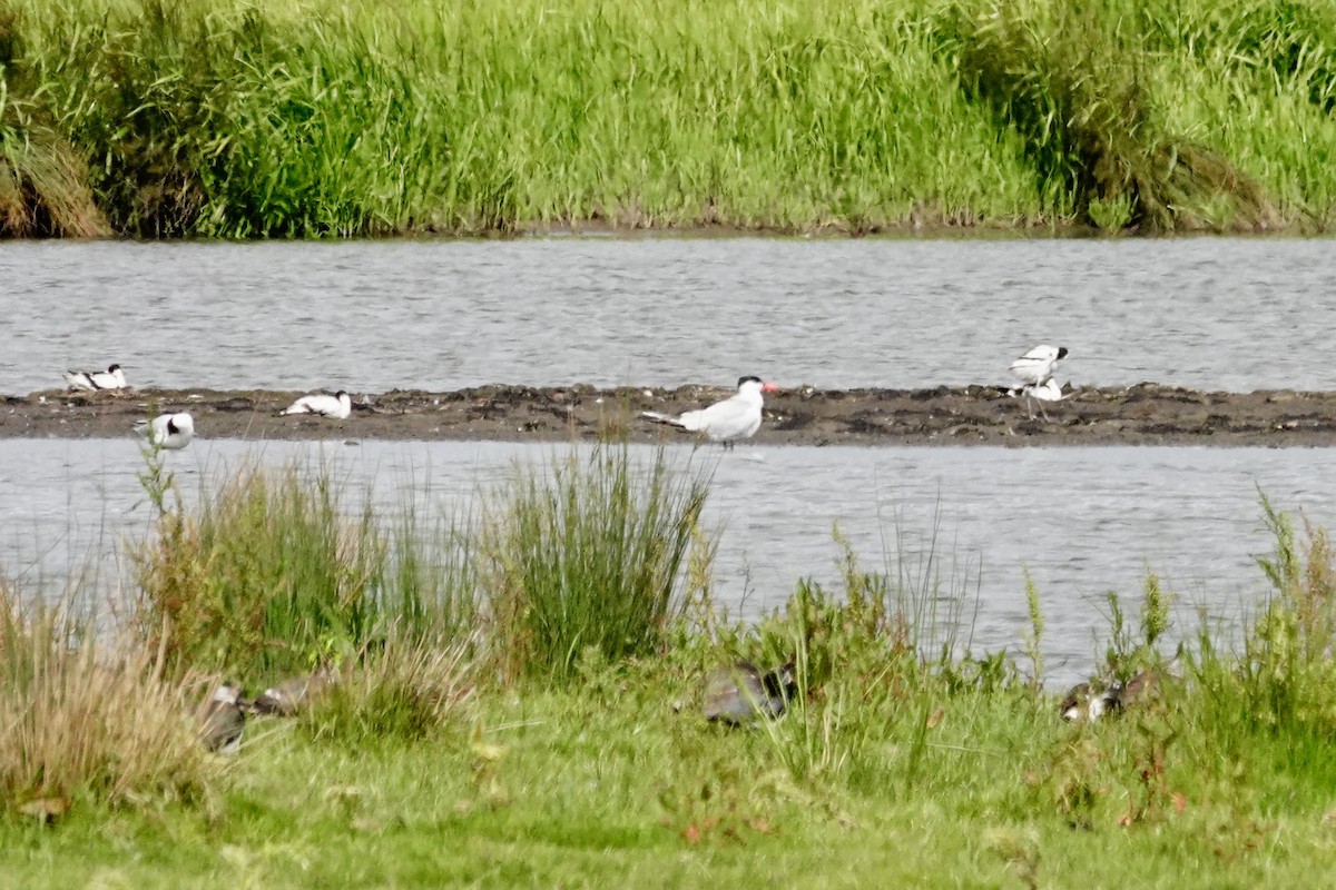 Caspian Tern - ML620609350