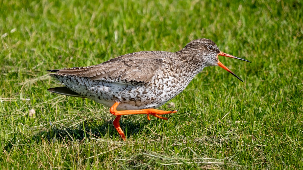 Common Redshank - ML620609356