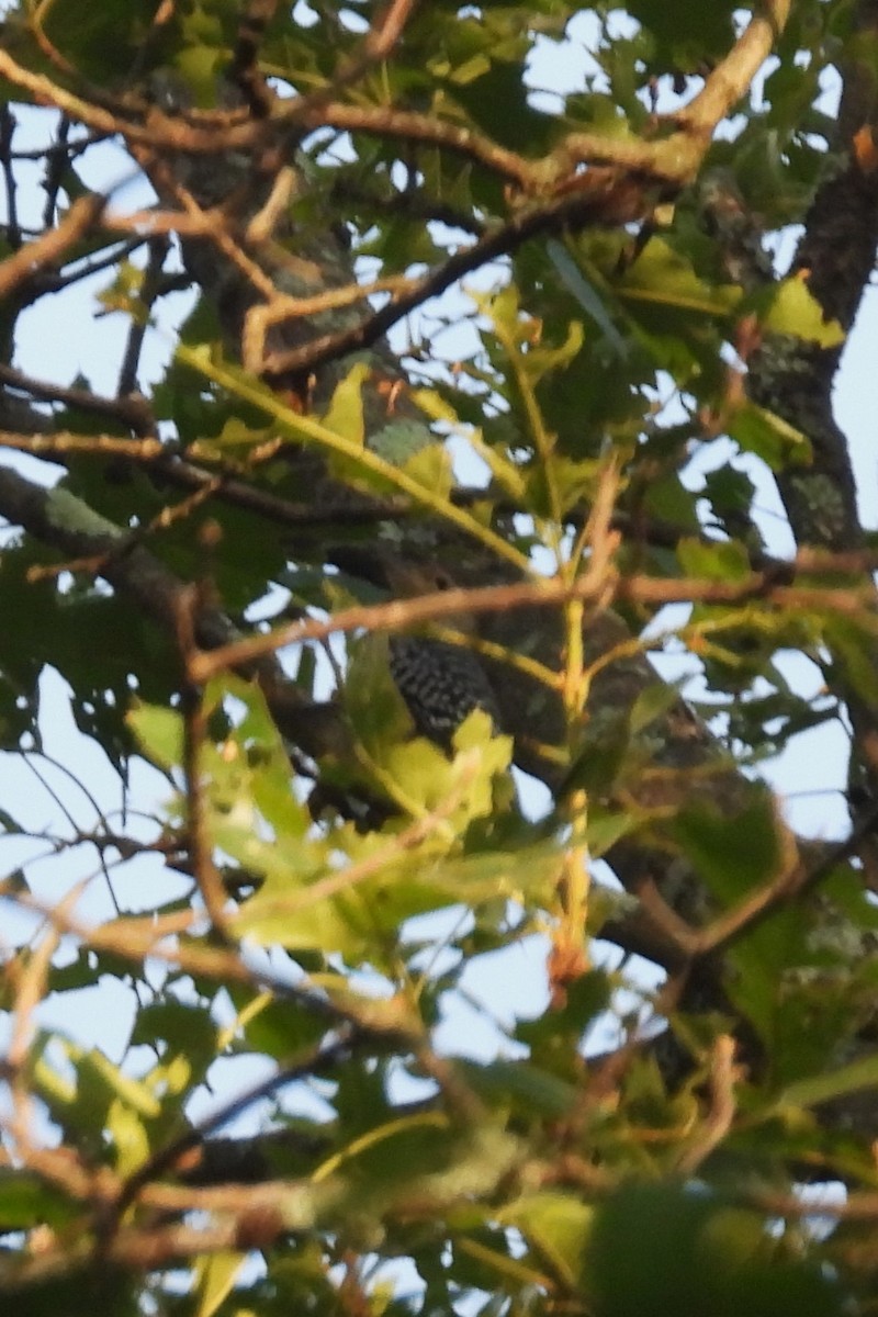 Red-bellied Woodpecker - ML620609357