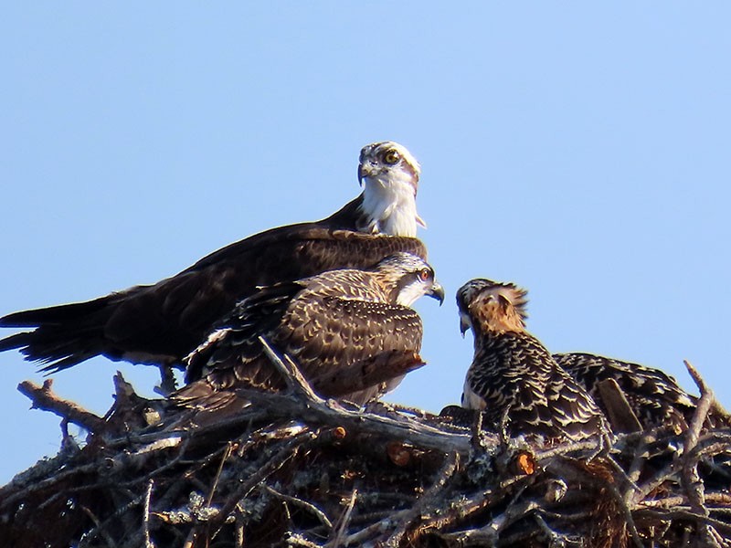 Osprey (carolinensis) - ML620609360