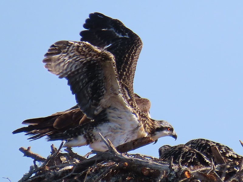 Águila Pescadora (carolinensis) - ML620609361