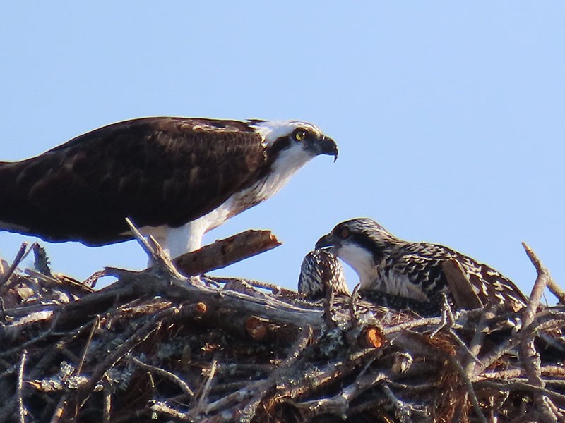 Águila Pescadora (carolinensis) - ML620609362