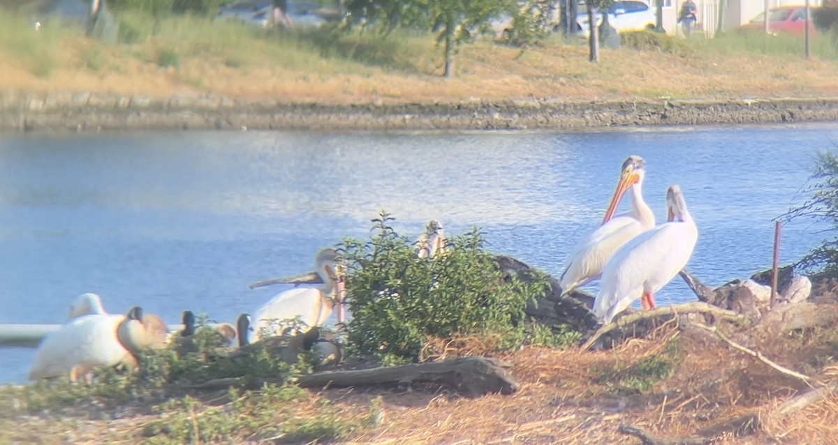 American White Pelican - ML620609365