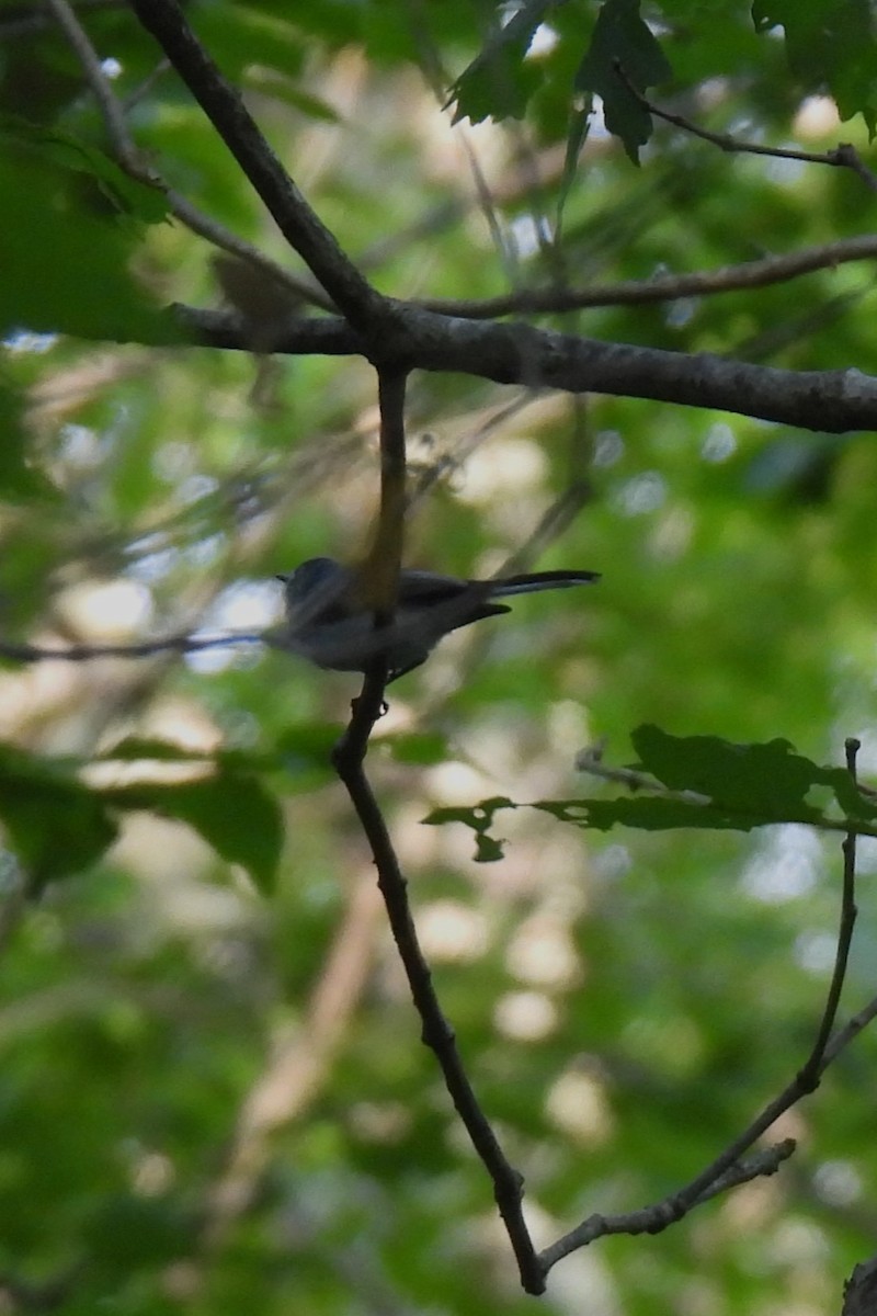 Blue-gray Gnatcatcher - ML620609367