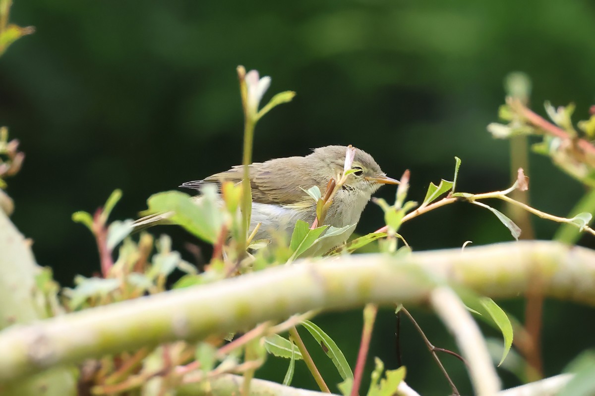 Common Chiffchaff - ML620609372