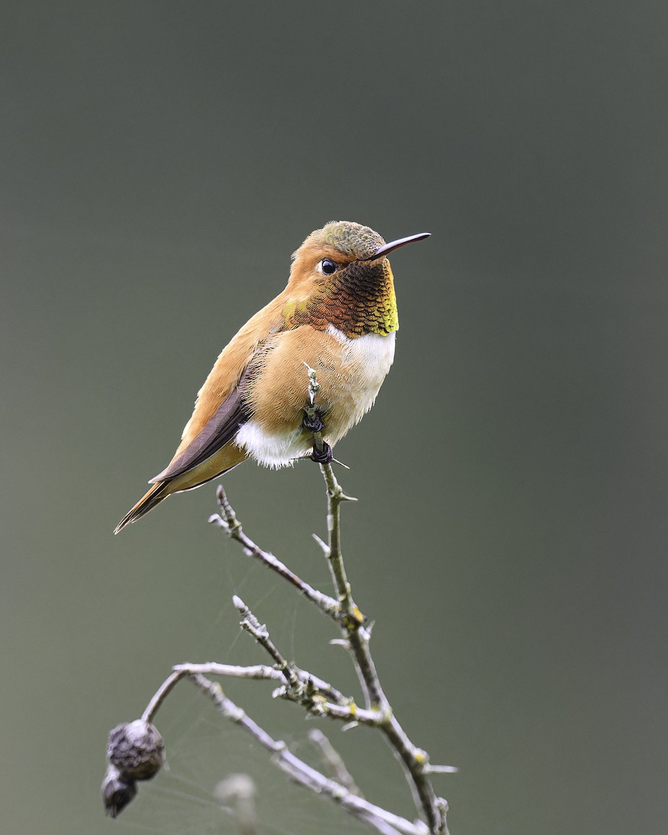 Rufous Hummingbird - ML620609375