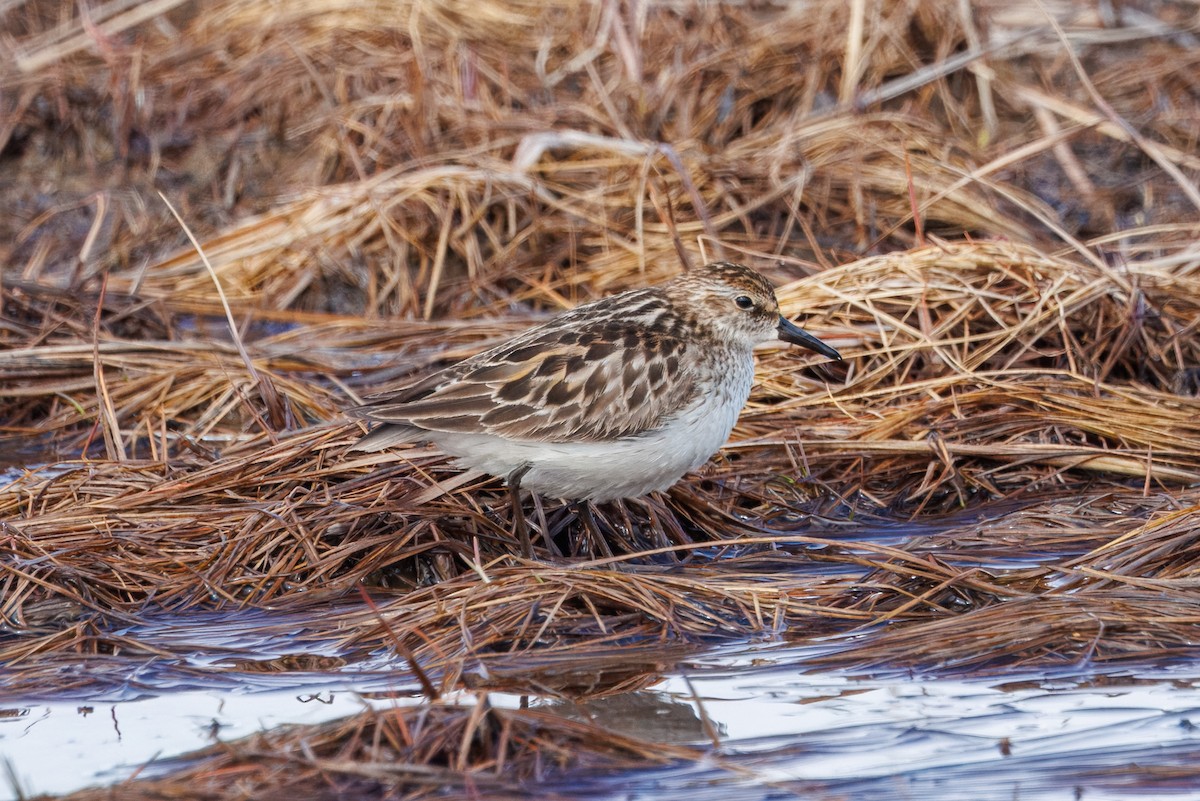 Semipalmated Sandpiper - Mason Flint