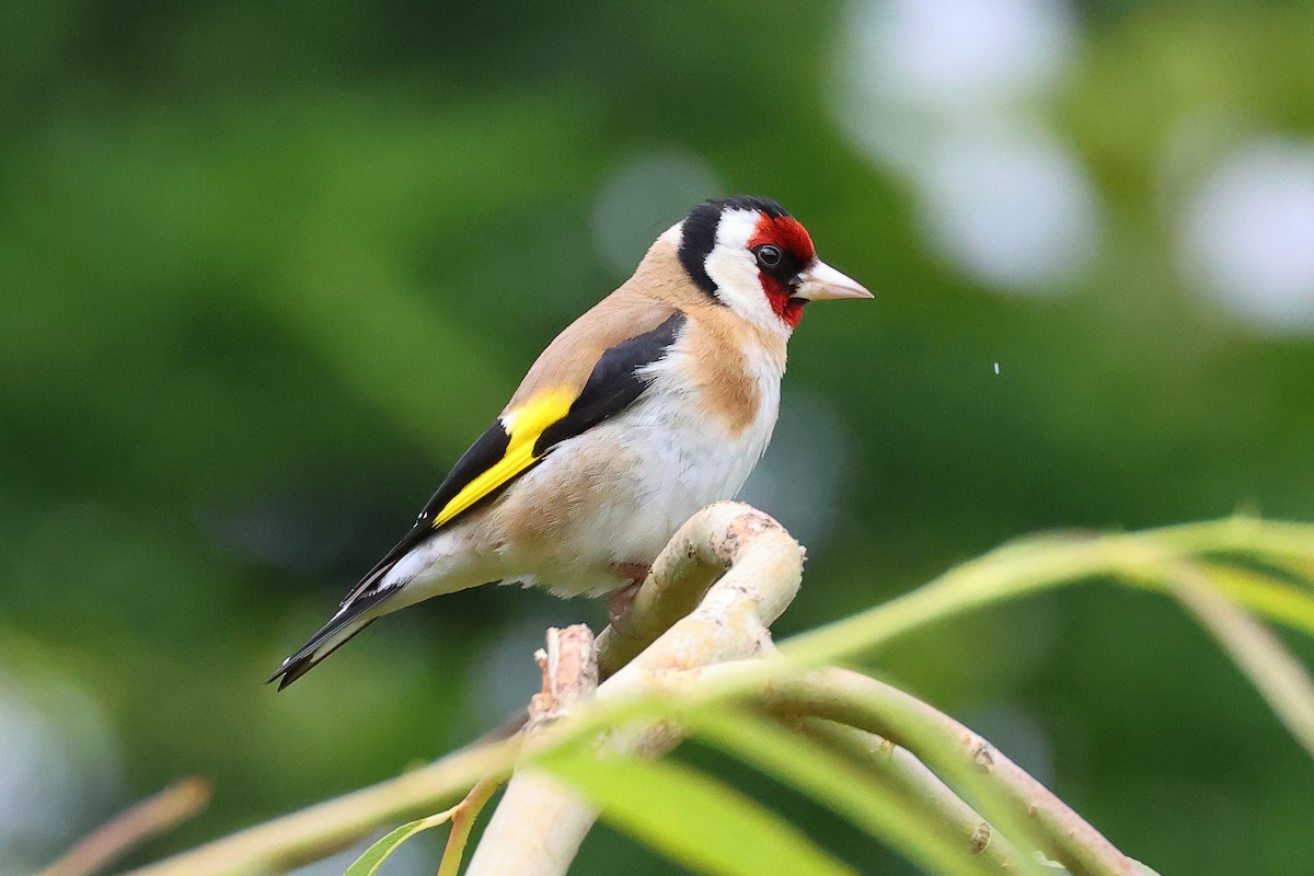 European Goldfinch - Dave Curtis