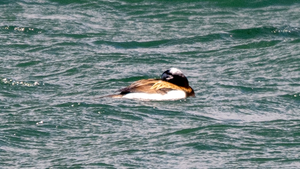 Long-tailed Duck - ML620609378