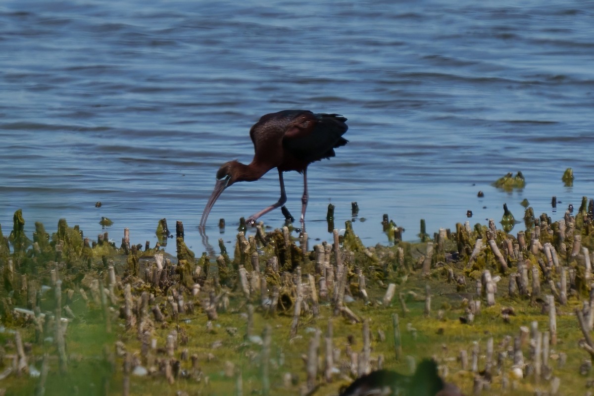 Glossy Ibis - Carl Bespolka