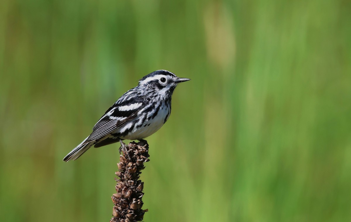 Black-and-white Warbler - ML620609384