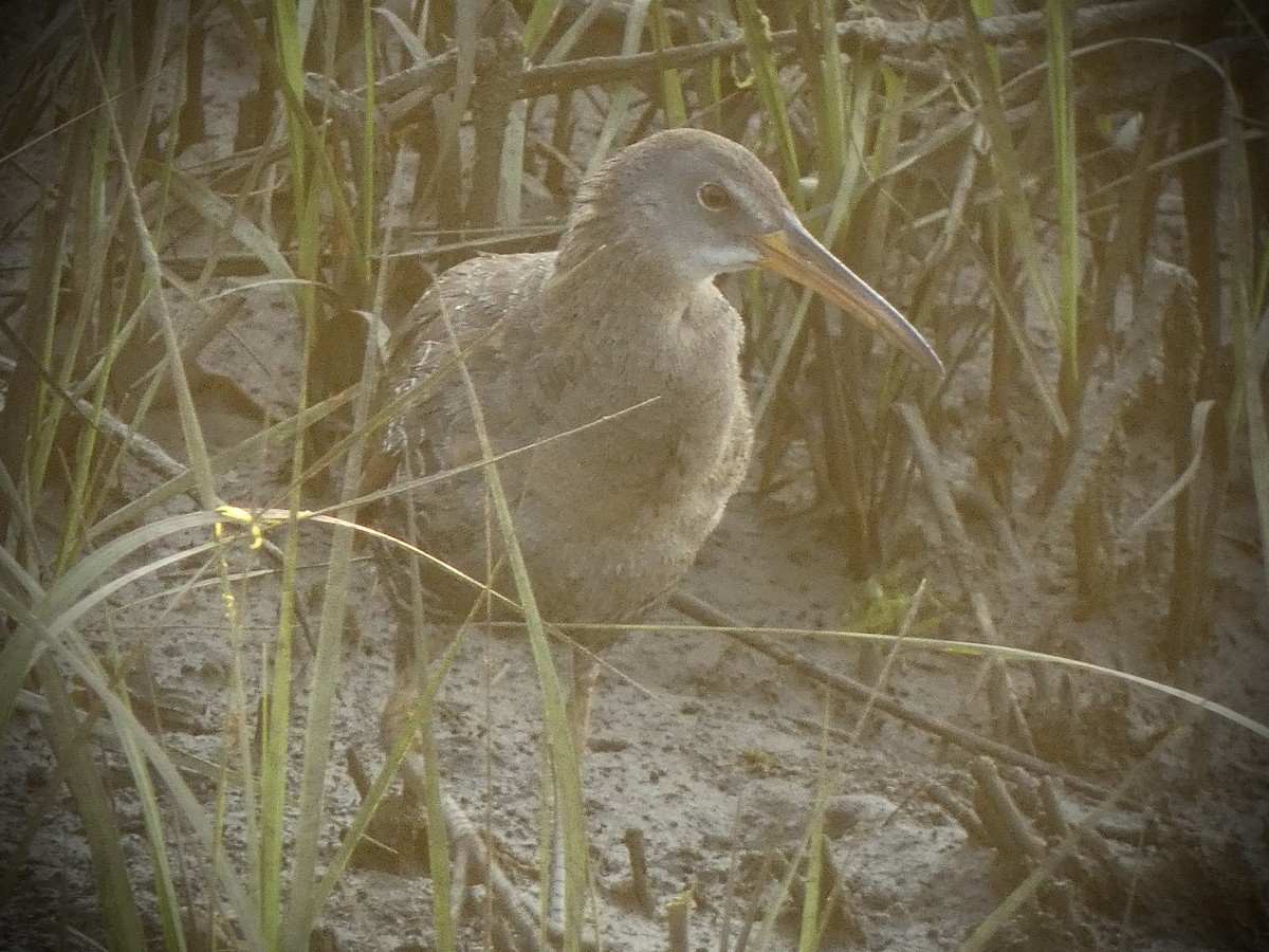 Clapper Rail - ML620609385