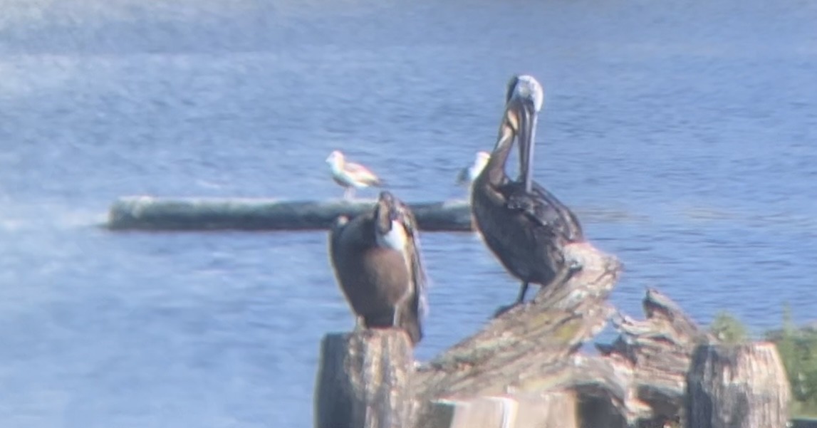 Brown Pelican - ML620609388