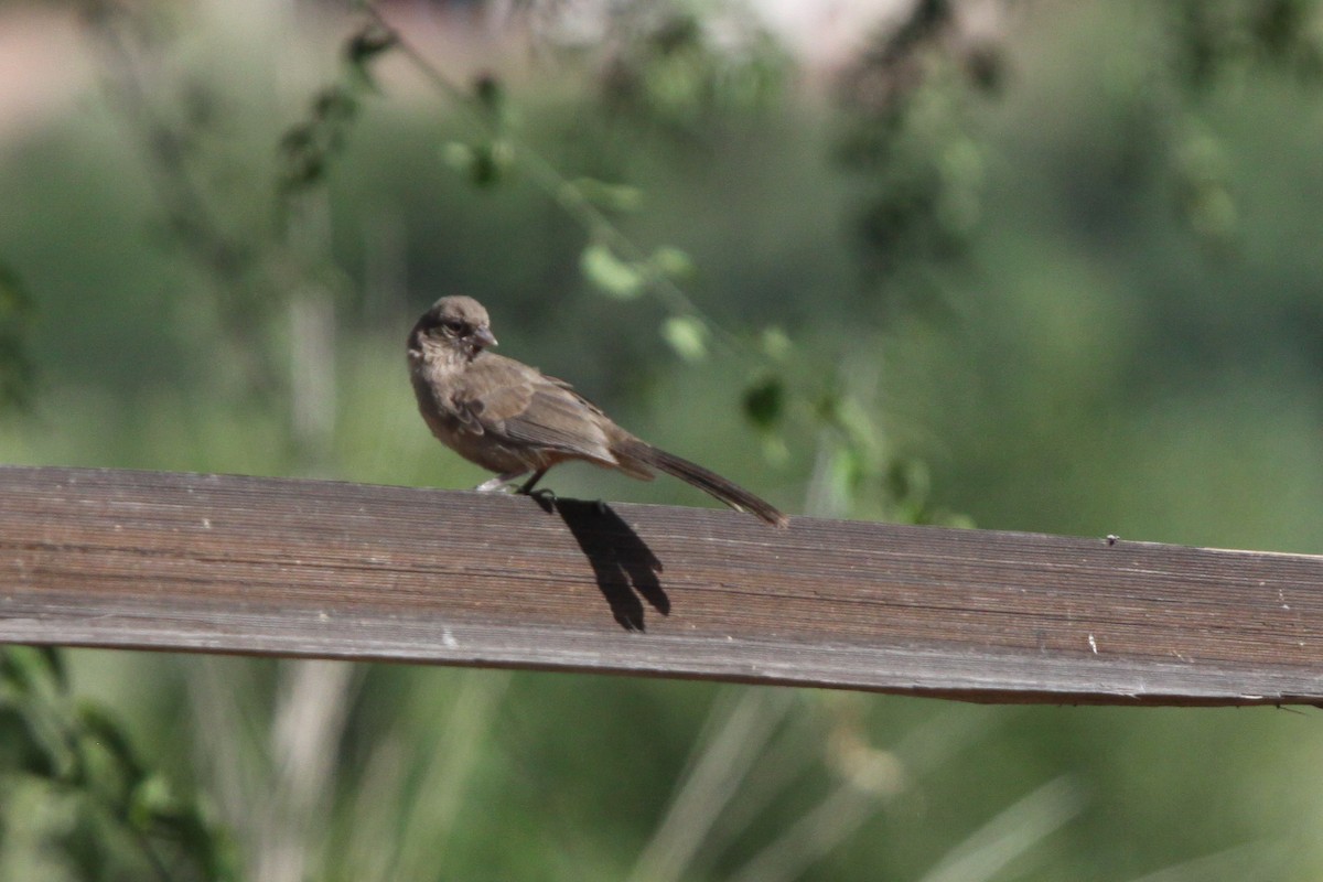 Abert's Towhee - ML620609390