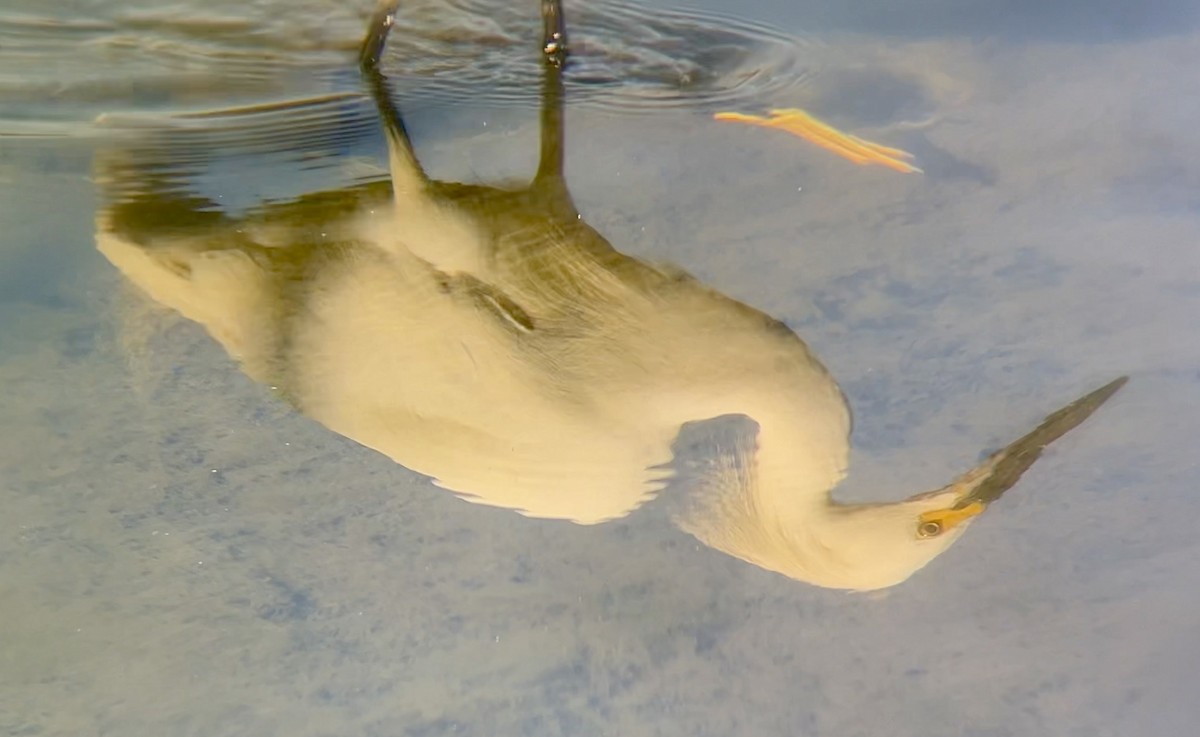 Snowy Egret - ML620609399