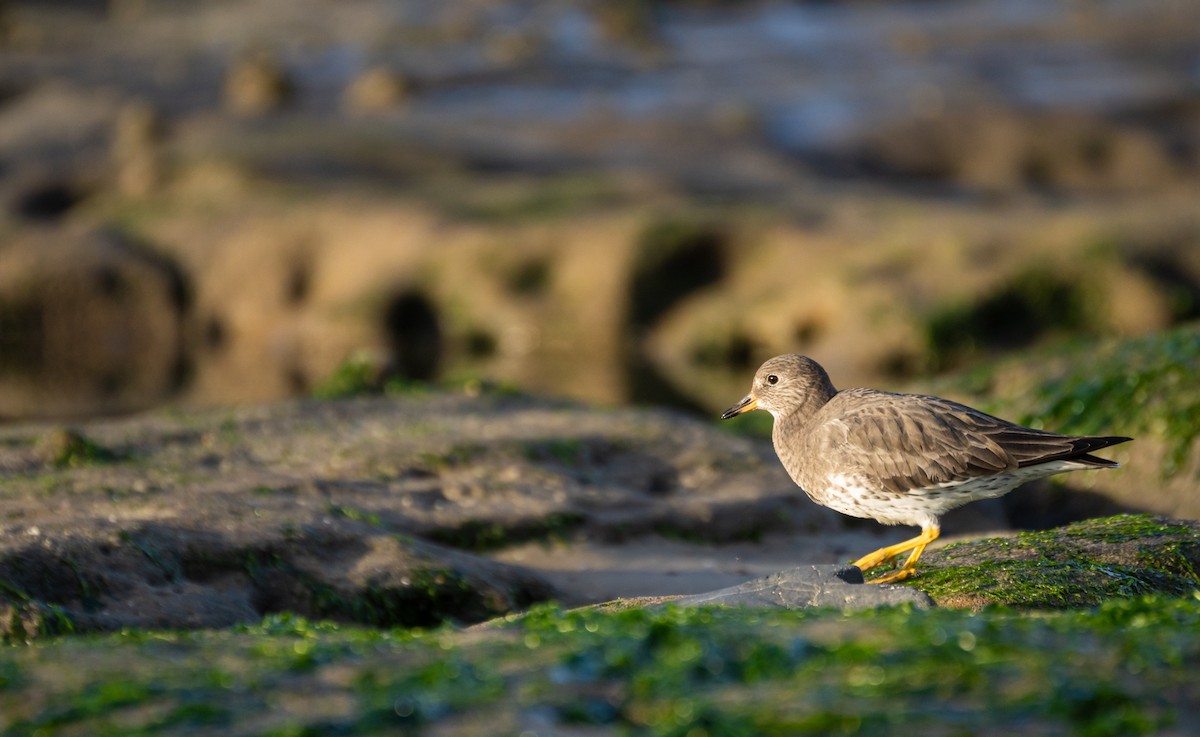 Surfbird - ML620609404