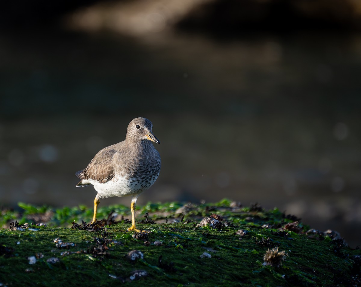 Surfbird - ML620609405