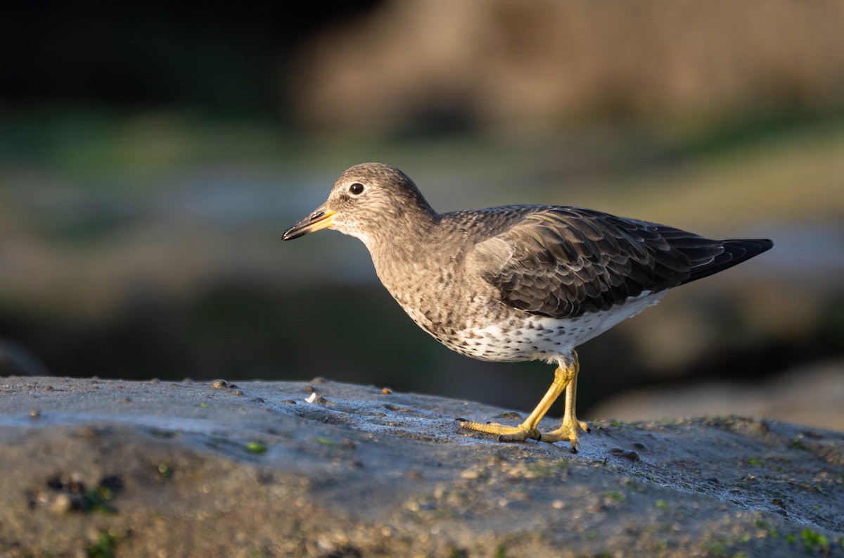 Surfbird - ML620609407