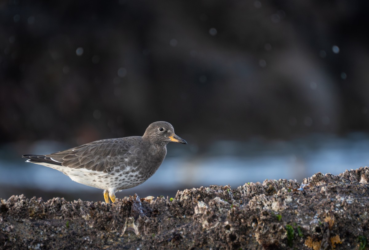 Surfbird - ML620609408