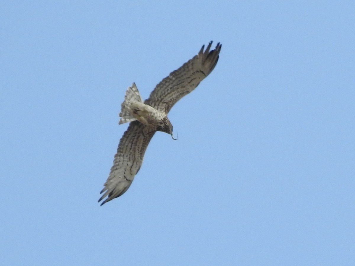 Short-toed Snake-Eagle - ML620609419