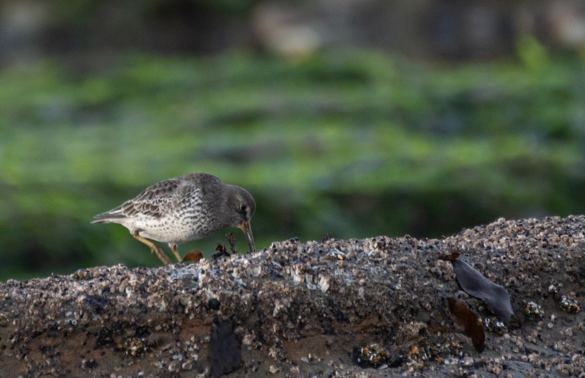 Rock Sandpiper - ML620609424