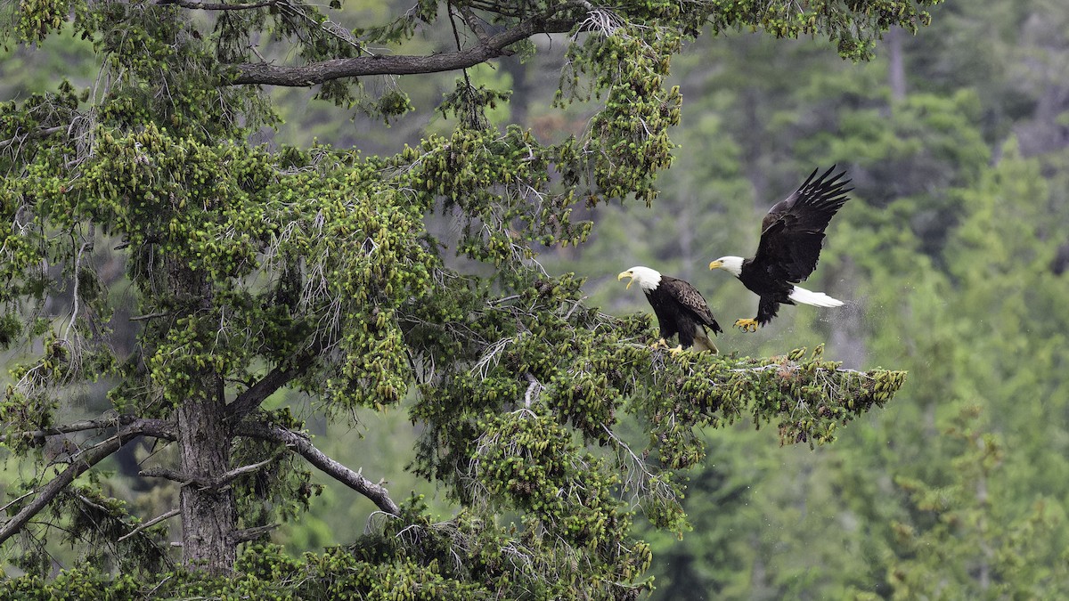 Bald Eagle - ML620609428