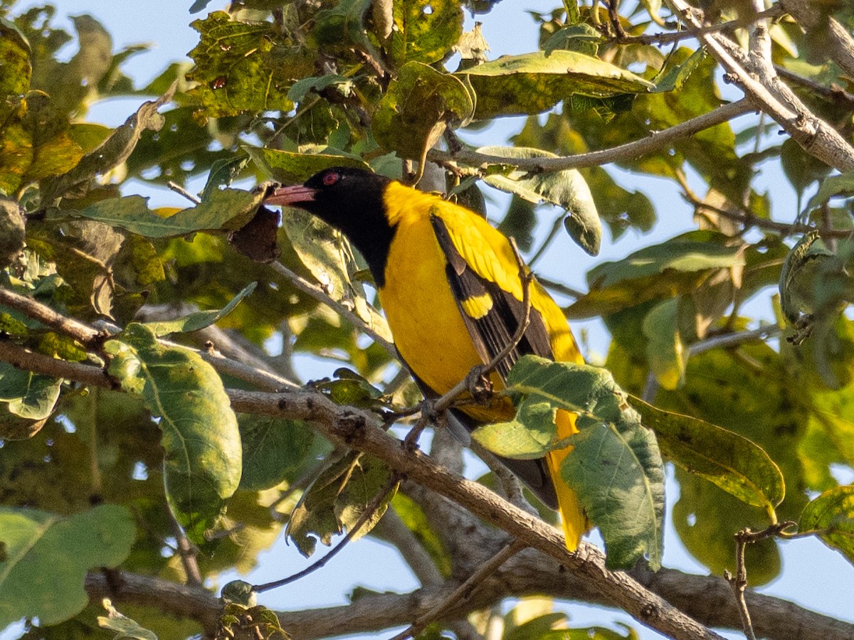 Black-hooded Oriole - ML620609429