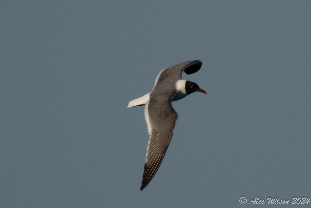 Mouette atricille - ML620609431