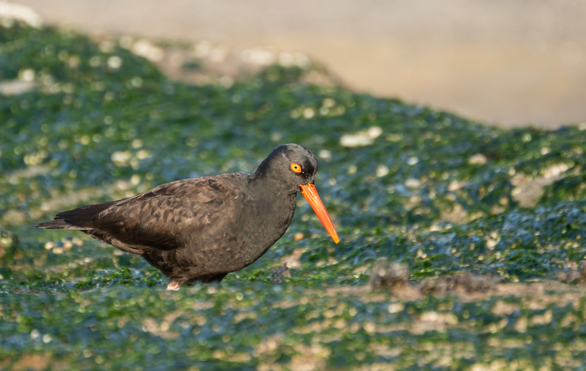 Black Oystercatcher - ML620609435