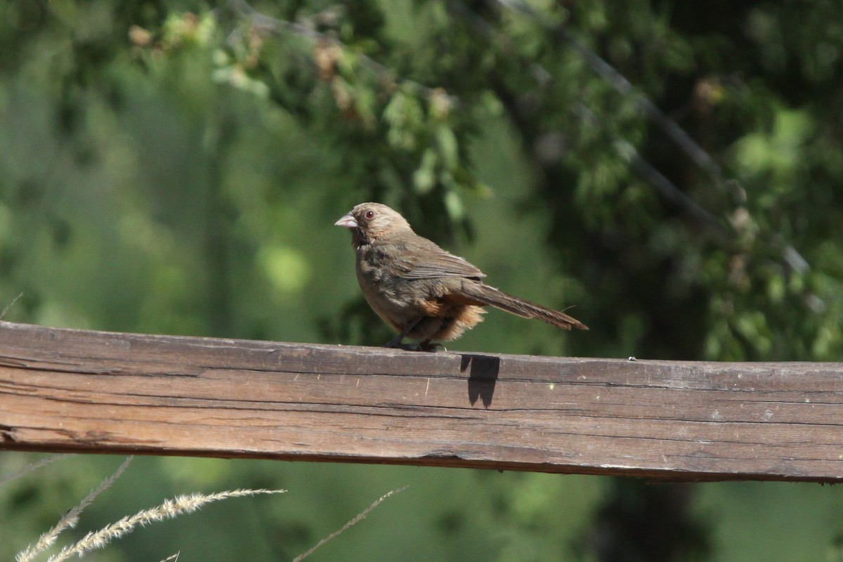 Abert's Towhee - Guy David