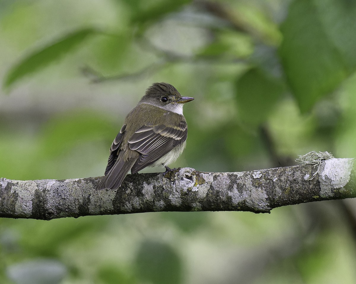 Willow Flycatcher - ML620609438