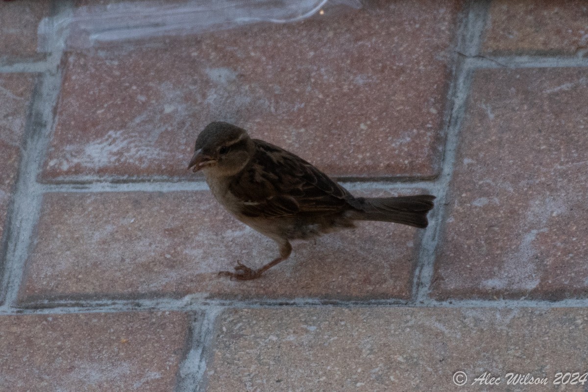 House Sparrow - ML620609440