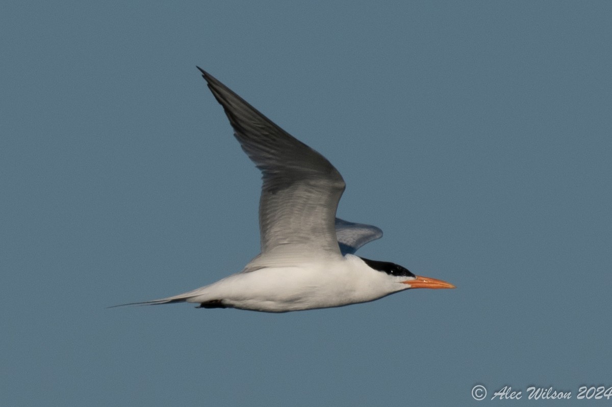 Royal Tern - ML620609443