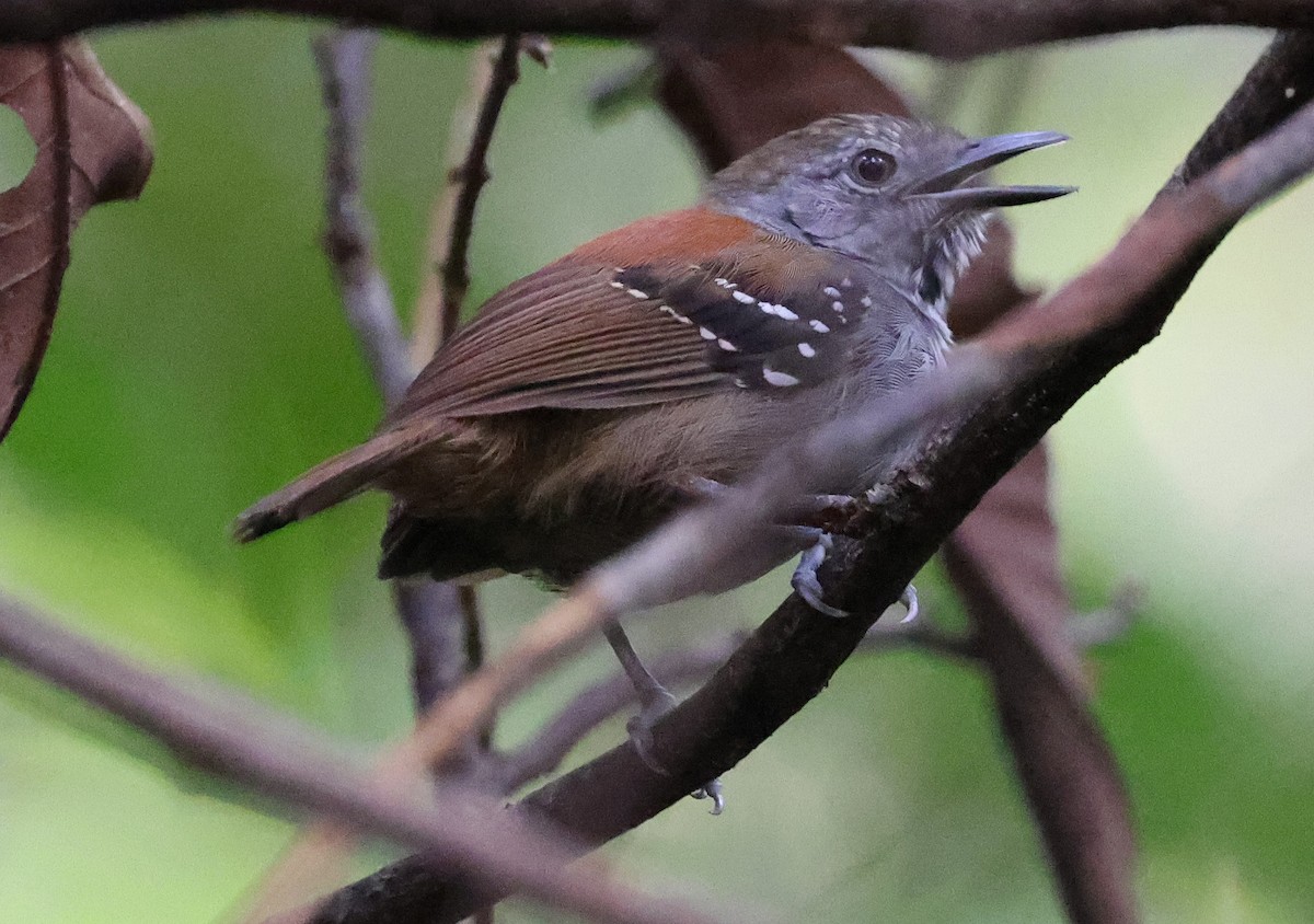 Rufous-backed Stipplethroat - Ashley Banwell