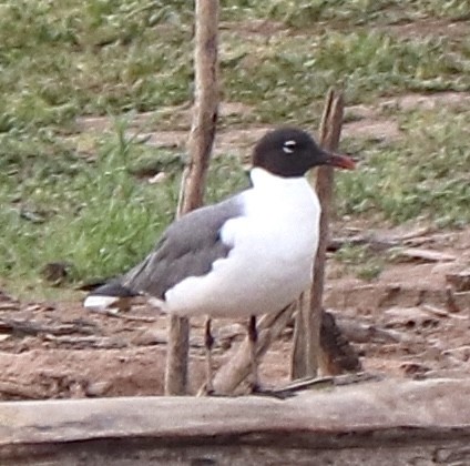 Laughing Gull - ML620609451