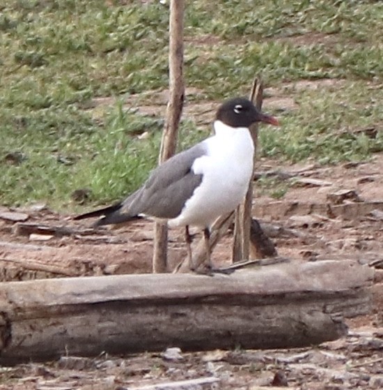 Laughing Gull - ML620609452