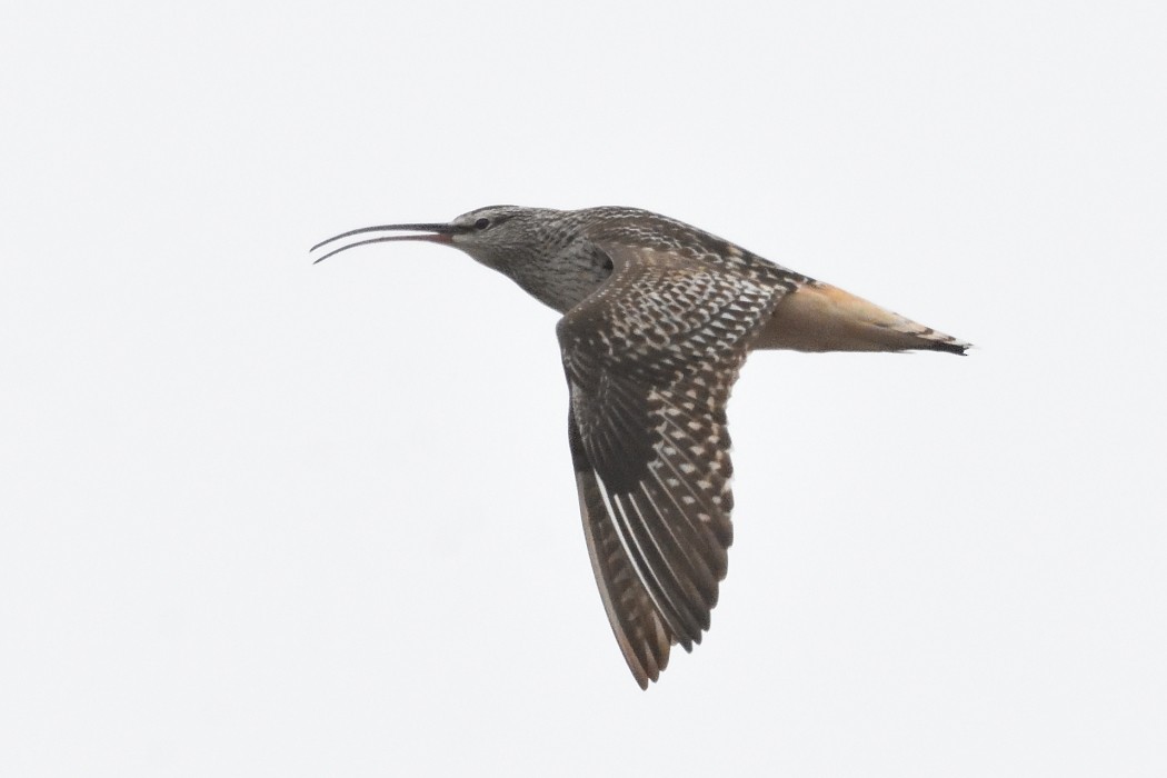 Bristle-thighed Curlew - ML620609455